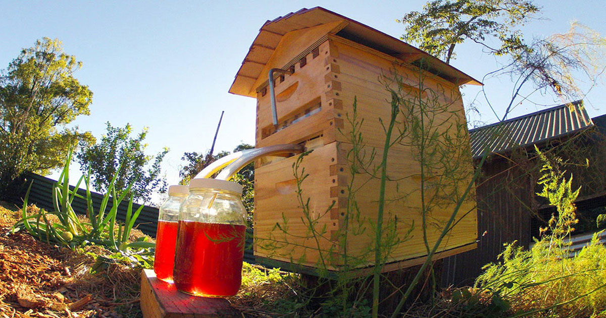 This Revolutionary Hive Enables Safe Honey Harvesting Without traumatizing Bees-5