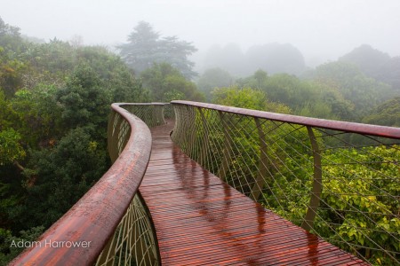 Boomslang: Take A Stroll Through This Breathtaking Walkway Above Trees-
