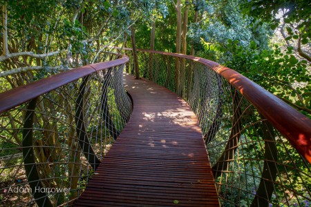 Boomslang: Take A Stroll Through This Breathtaking Walkway Above Trees-7