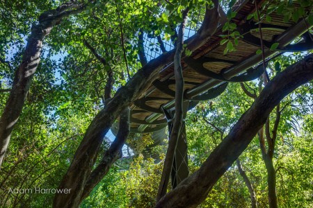 Boomslang: Take A Stroll Through This Breathtaking Walkway Above Trees-9