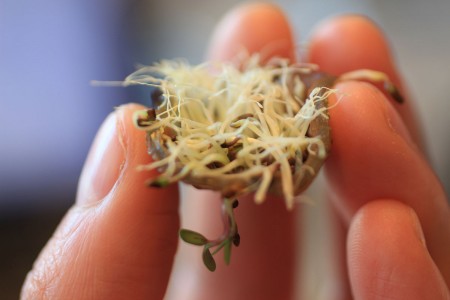 Enjoy Amazing 3D Printed Bio Food With Herbs And Mushrooms-6
