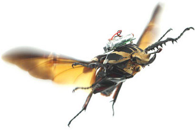 Insect cyborg: A Beetle Can Now Be Turned Into A Drone