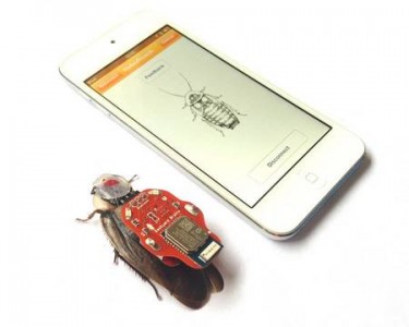 Insect cyborg: A beetle Can Now Be Turned Into A Drone-1