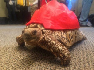 3D Printing Gives A New Life To Turtle Cleopatra-10