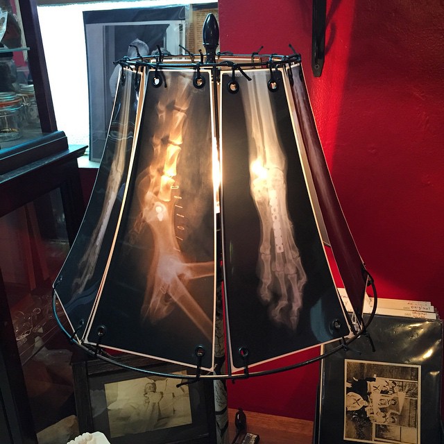 Make Awesome Lampshades From Animal X-Rays-