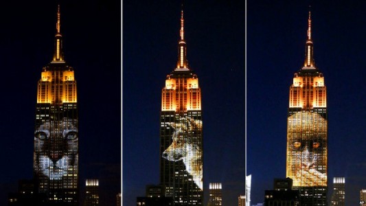 Photos Of Endangered Animals Projected On Empire State Building To Raise Awareness-2
