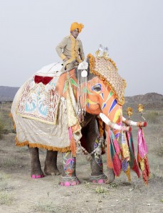 20 Elephants Decorated In Thousand Colors For The Jaipur Elephant Festival-1