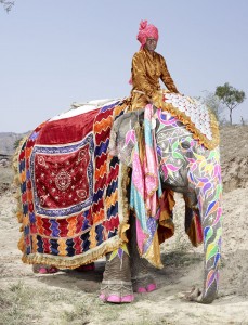 20 Elephants Decorated In Thousand Colors For The Jaipur Elephant Festival-15