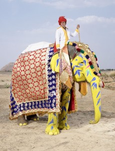 20 Elephants Decorated In Thousand Colors For The Jaipur Elephant Festival-4