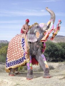 20 Elephants Decorated In Thousand Colors For The Jaipur Elephant Festival-8