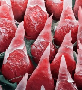 The human tongue seen by a microscope