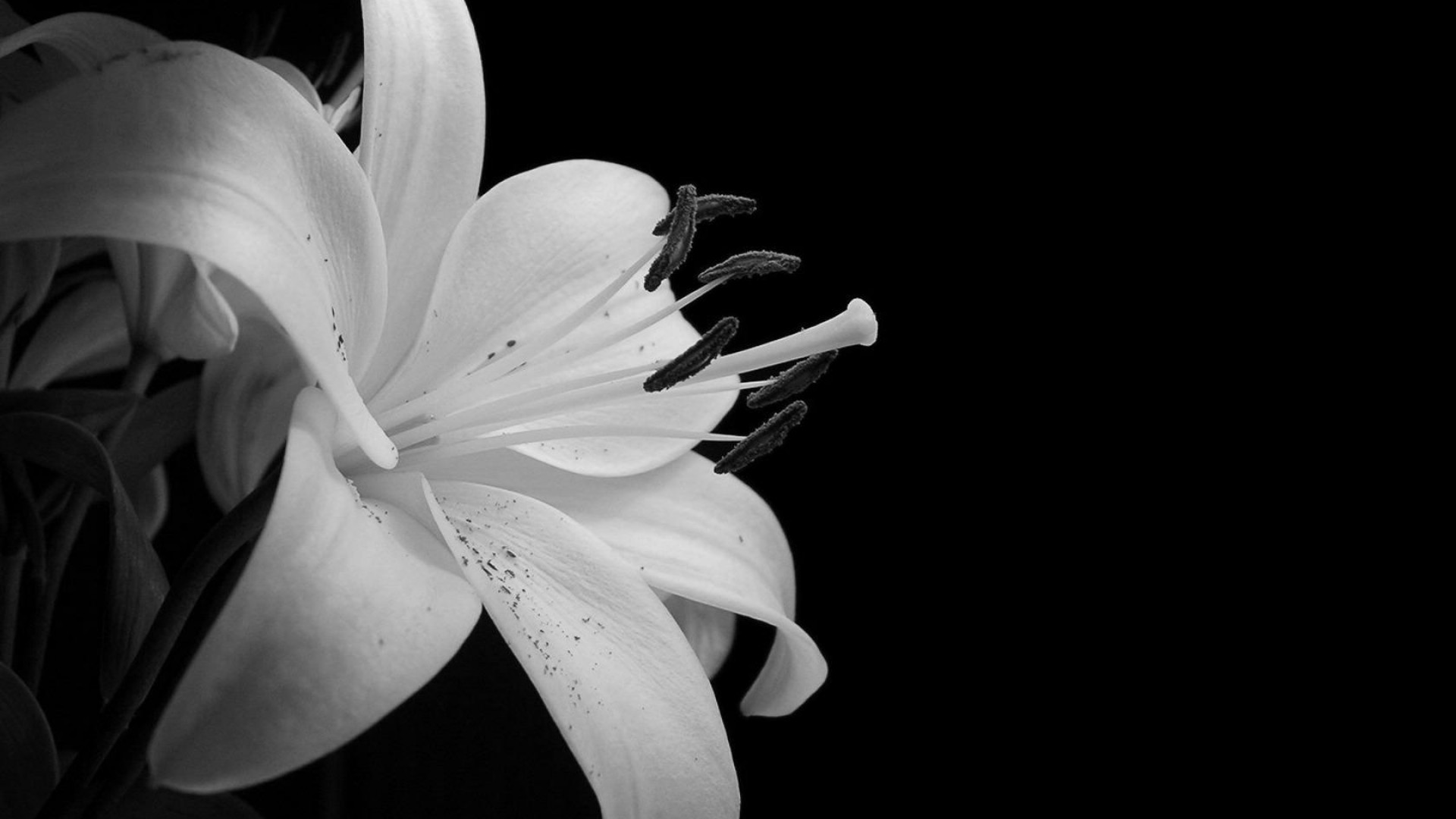 70 HD Black And White Wallpapers For Free Download ...
