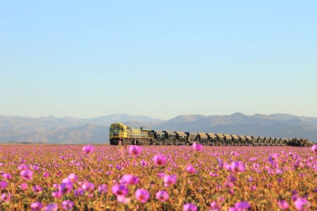 Discover The Explosion Of Colors In Atacama Desert After The Rainfall -13