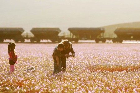 Discover The Explosion Of Colors In Atacama Desert After The Rainfall -2