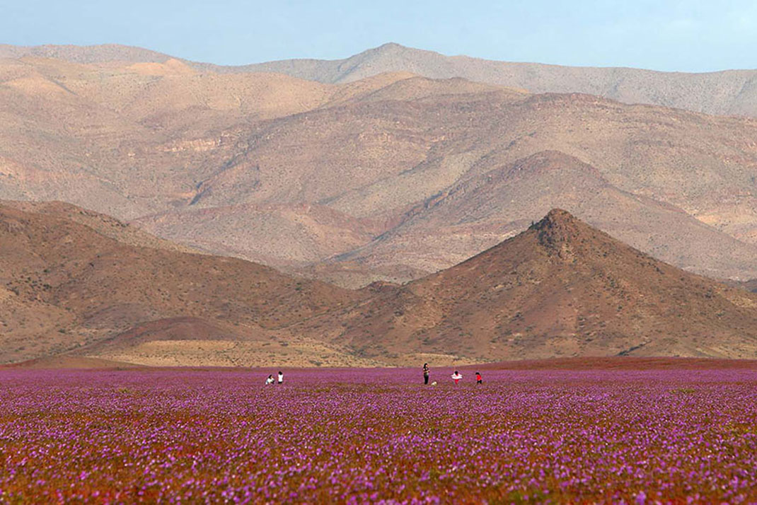 Discover The Explosion Of Colors In Atacama Desert After The Rainfall