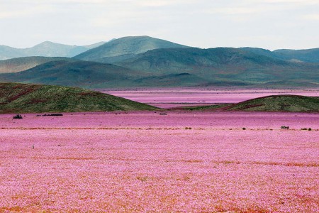 Discover The Explosion Of Colors In Atacama Desert After The Rainfall -5