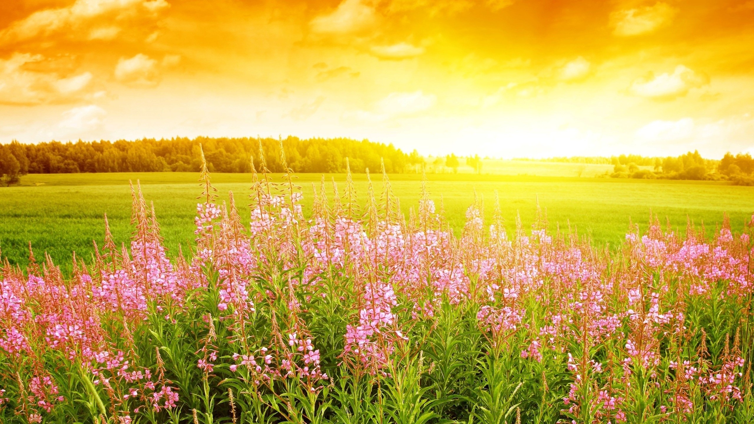 Download Best Wallpapers with Quad HD Resolution for Your Smartphone Download Best Wallpapers with Quad HD Resolution for Your Smartphone