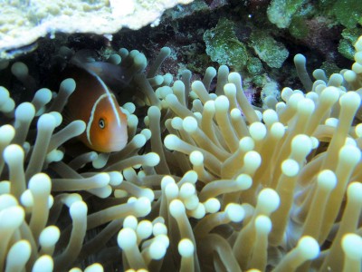 Palau islands-Discover This Gigantic Marine Sanctuary Where Wildlife Is Flourishing Away From Human Activity-15