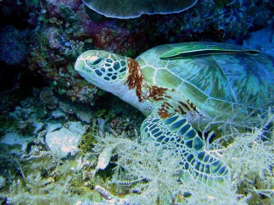 Palau islands-Discover This Gigantic Marine Sanctuary Where Wildlife Is Flourishing Away From Human Activity-21