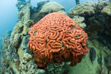 Palau islands-Discover This Gigantic Marine Sanctuary Where Wildlife Is Flourishing Away From Human Activity-7