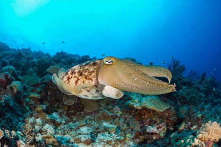Palau islands-Discover This Gigantic Marine Sanctuary Where Wildlife Is Flourishing Away From Human Activity-9