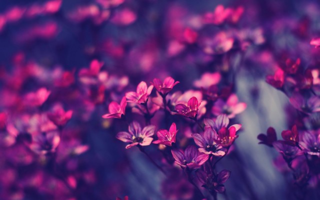 HD purple wallpaper image to use as background-35