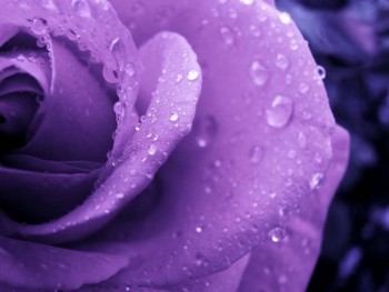 HD purple wallpaper image to use as background-8