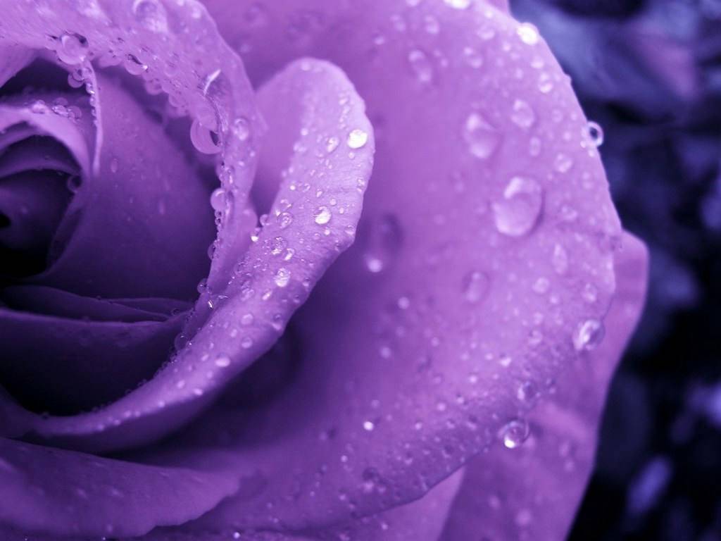 43 HD Purple  Wallpaper  Background Images To Download For Free