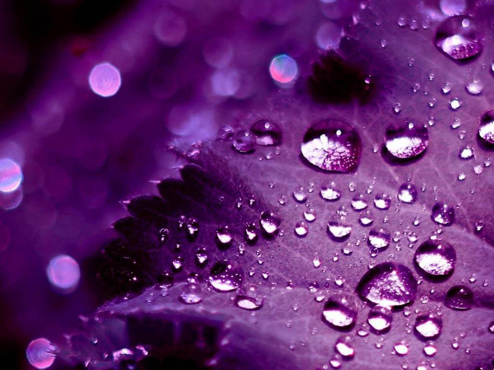 43 HD Purple Wallpaper/Background
