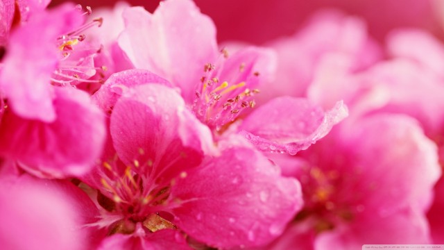 Pink wallpaper as background 13
