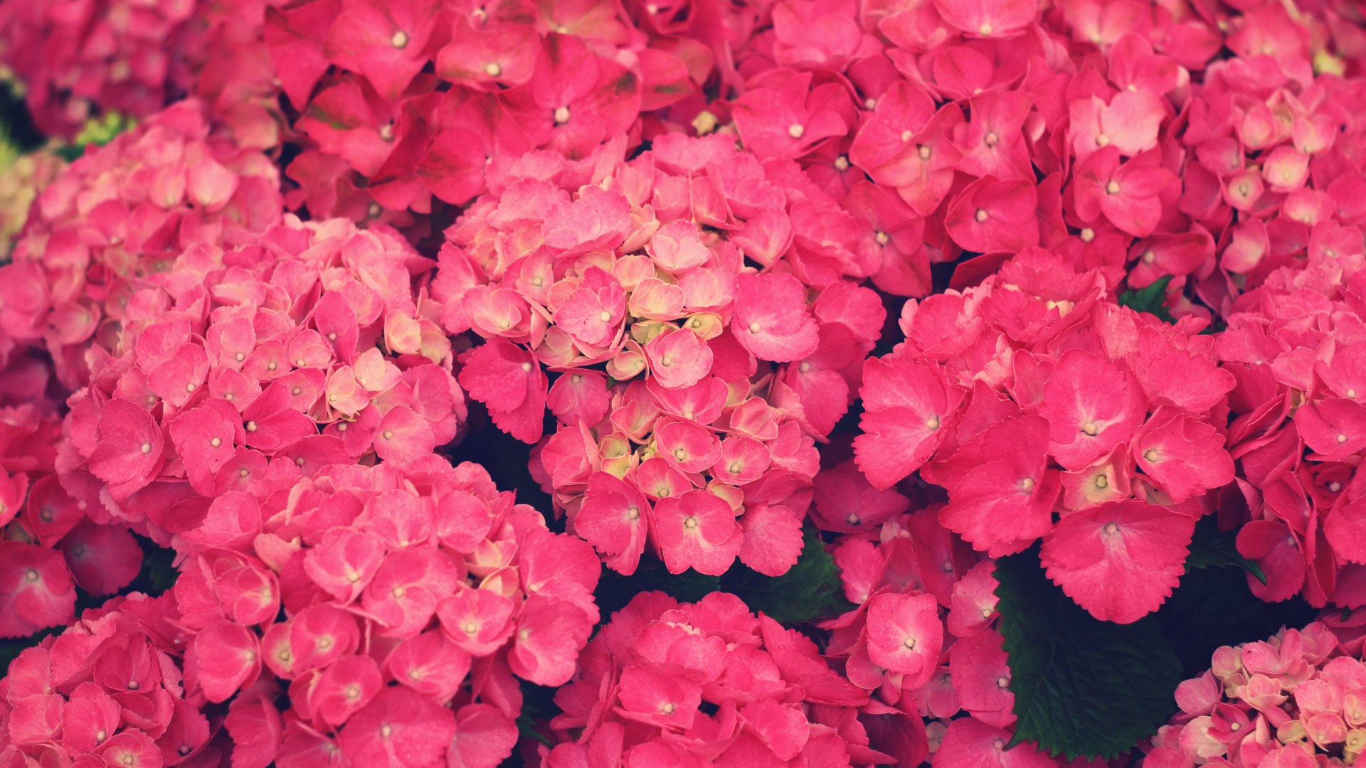 Pink wallpaper as background 33