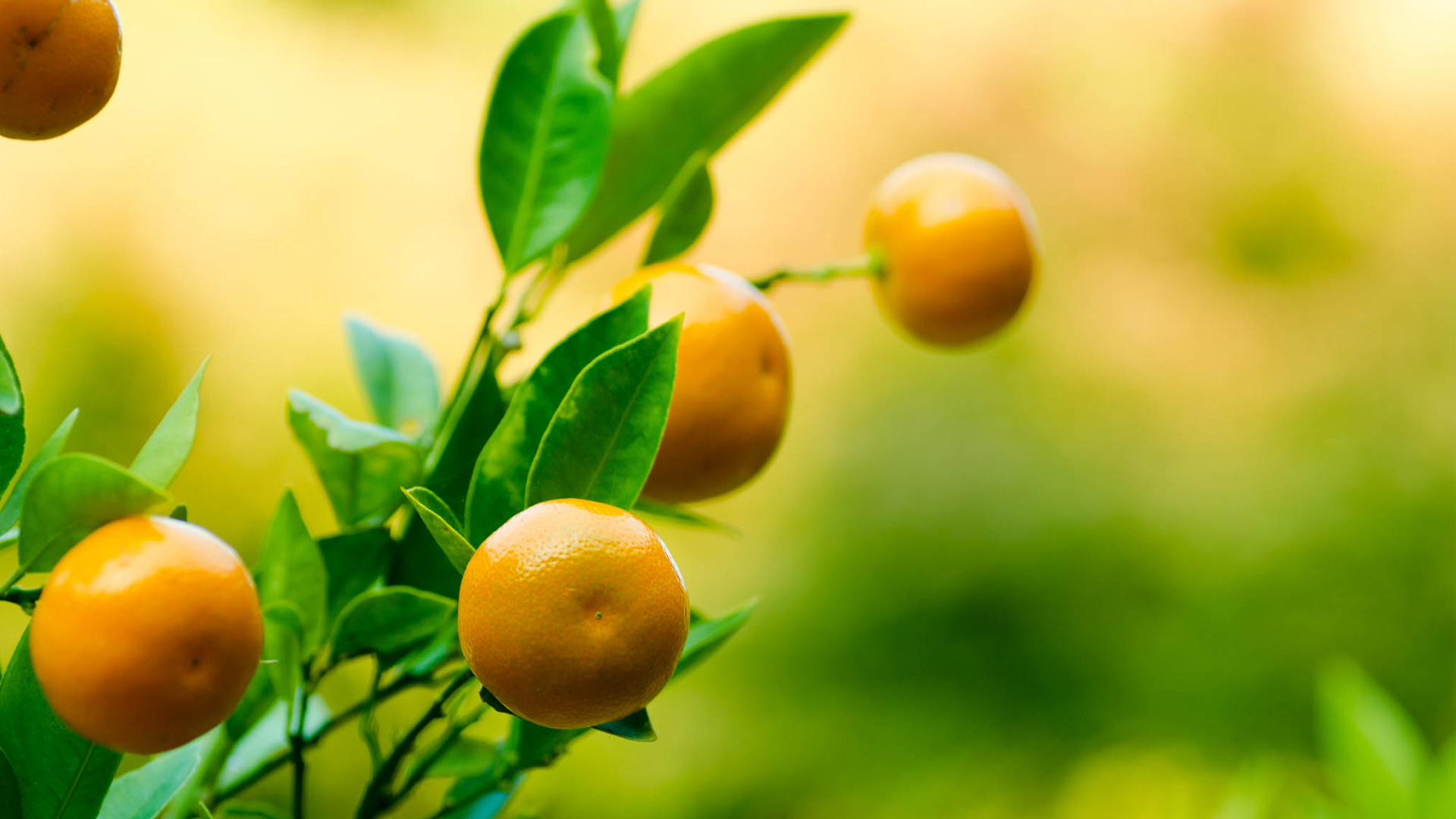 Orange Tree Wallpaper