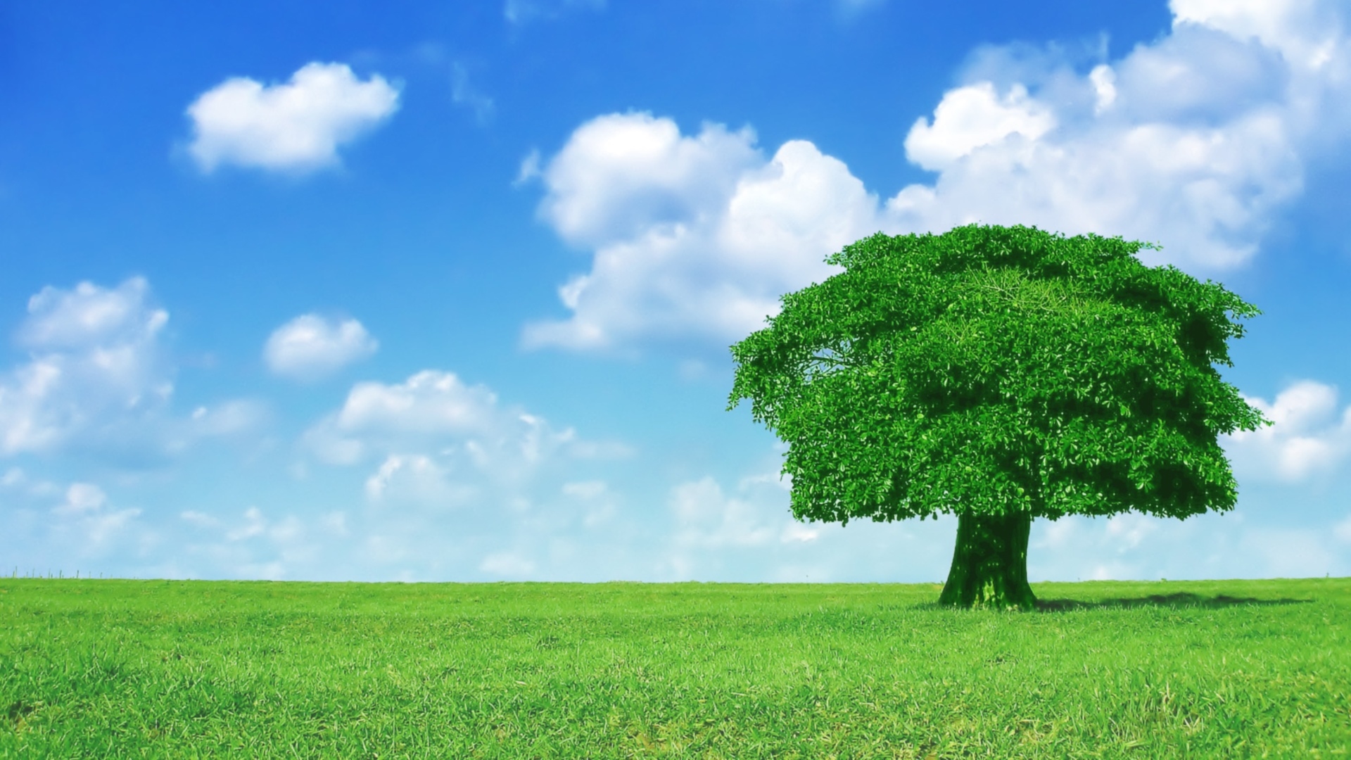40 HD Tree Wallpapers/Backgrounds For Free Download