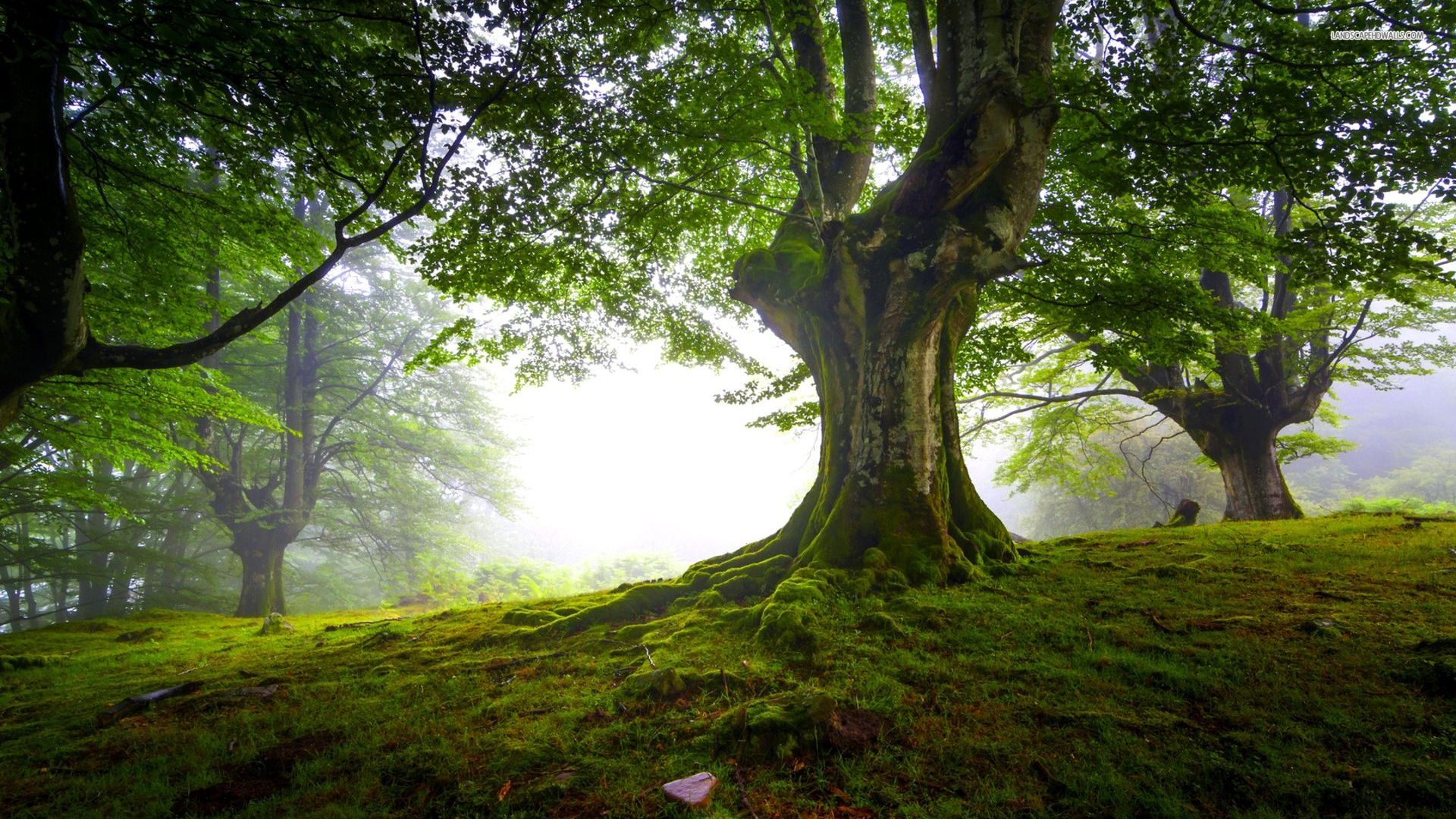 40 HD Tree Wallpapers Backgrounds For Free Download 40 HD Tree Wallpapers Backgrounds For Free Download