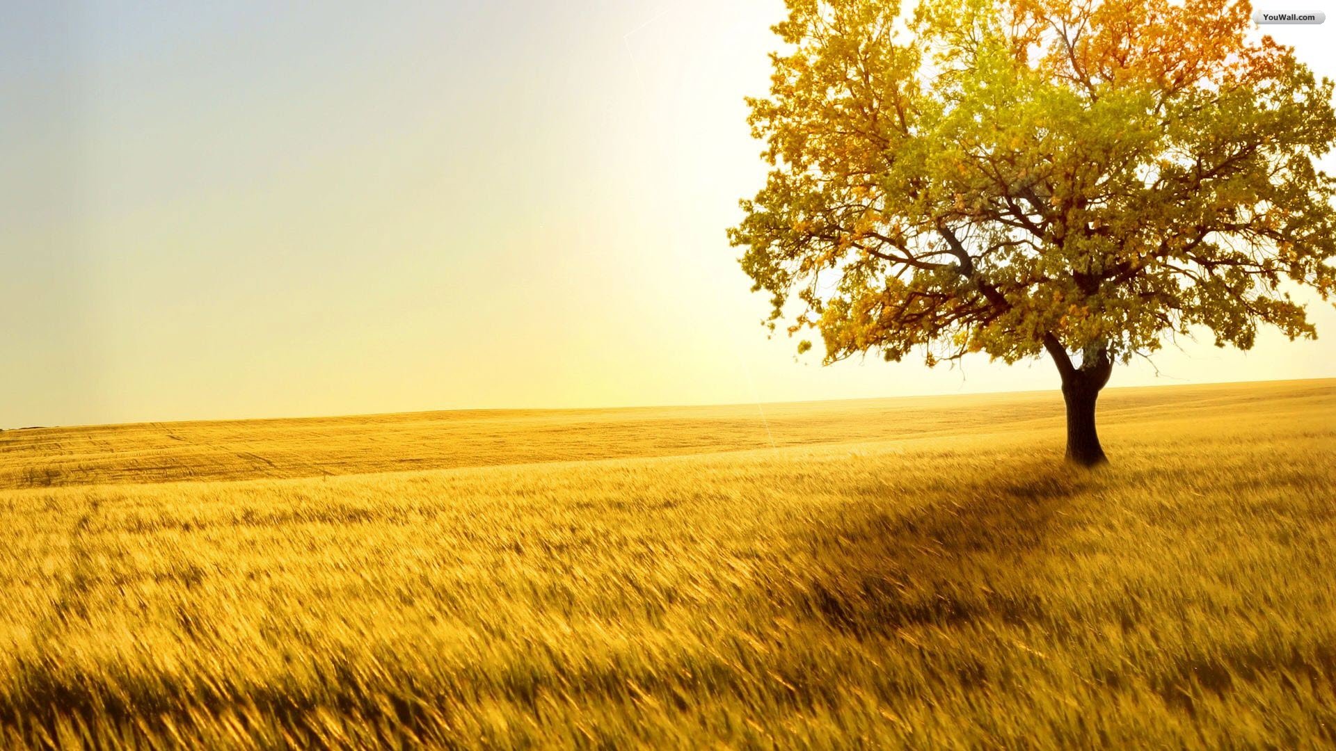 40 HD Tree Wallpapers Backgrounds For Free Download 40 HD Tree Wallpapers Backgrounds For Free Download