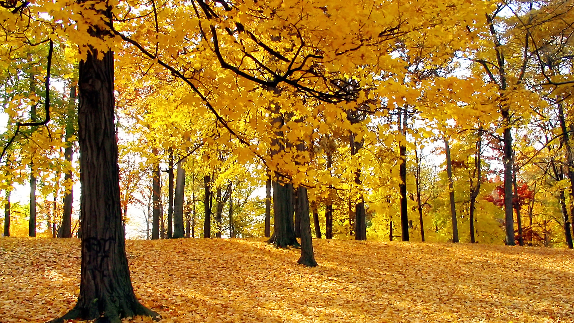 40 HD Tree Wallpapers Backgrounds For Free Download 40 HD Tree Wallpapers Backgrounds For Free Download