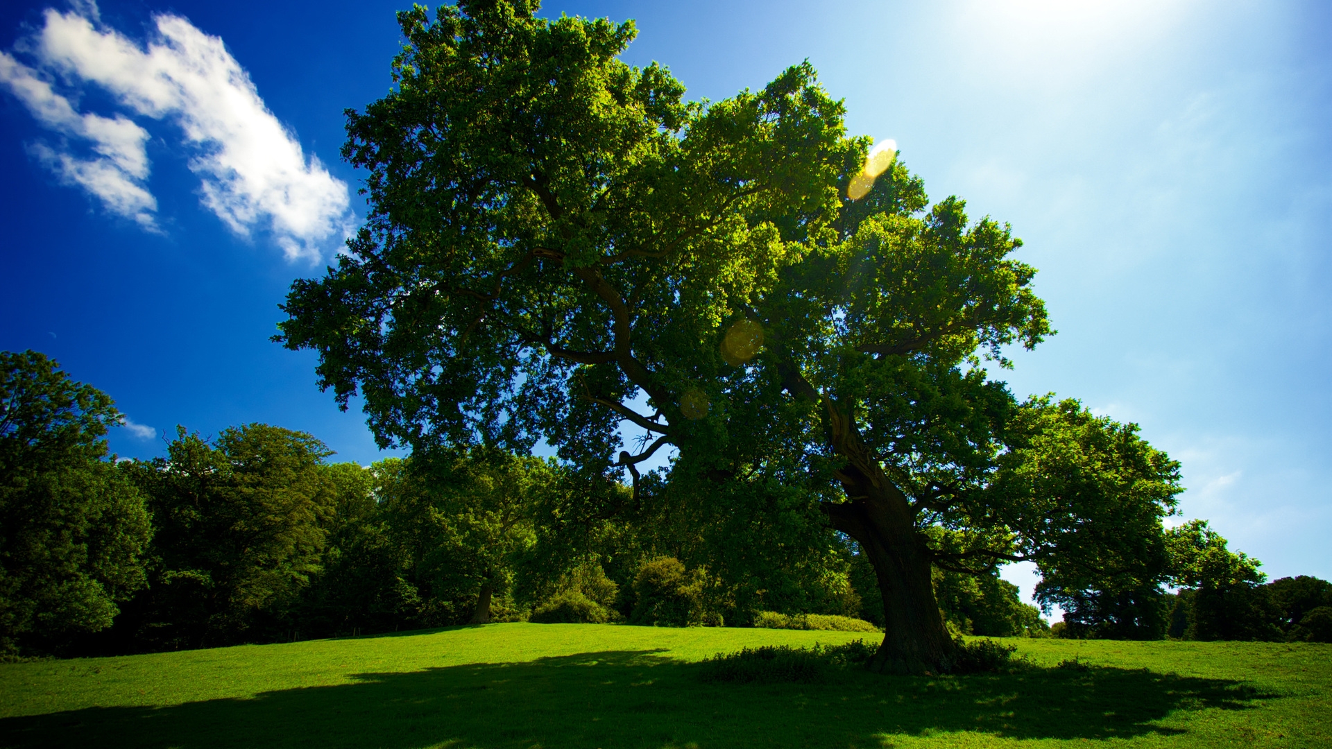 Trees Background Images Hd