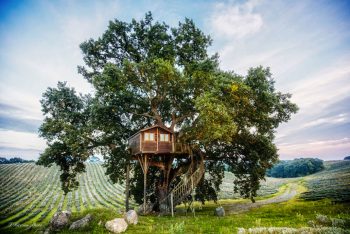 Blue Suit: A Beautiful Cabin Nestled In Trees In The Heart Of A Lavender Field-