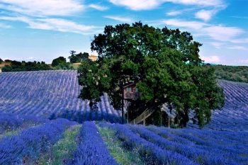 Blue Suit: A Beautiful Cabin Nestled In Trees In The Heart Of A Lavender Field--6
