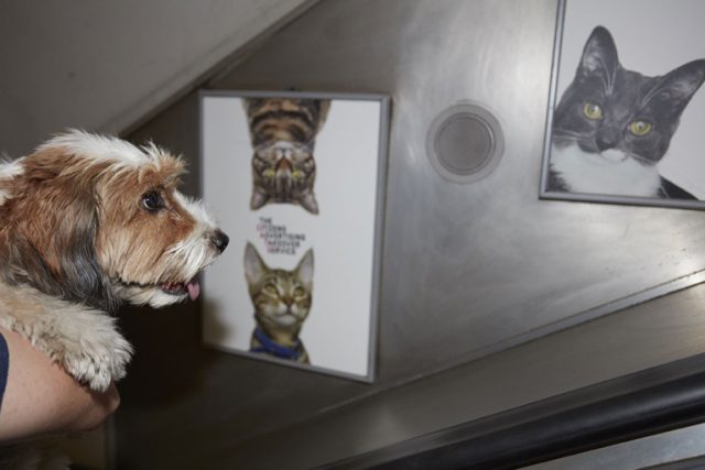 Farewell pubilicity! Cat posters invade the London Underground--4