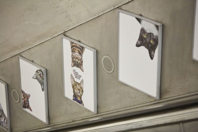 Farewell pubilicity! Cat posters invade the London Underground--5