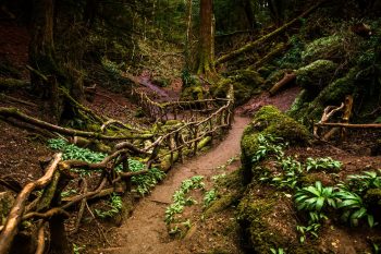 9 FORESTS THAT WILL MAKE YOU COMMUNE WITH NATURE--1