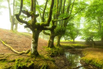 9 FORESTS THAT WILL MAKE YOU COMMUNE WITH NATURE--6