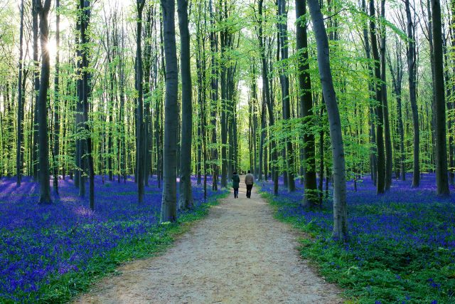 9 FORESTS THAT WILL MAKE YOU COMMUNE WITH NATURE--7