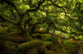 9 FORESTS THAT WILL MAKE YOU COMMUNE WITH NATURE--8