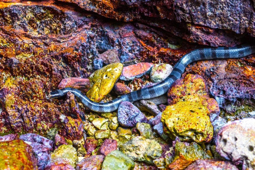 10 snakes so poisonous that they would kill you with a single bite