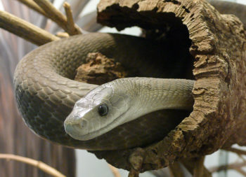 dendroaspis polylepis